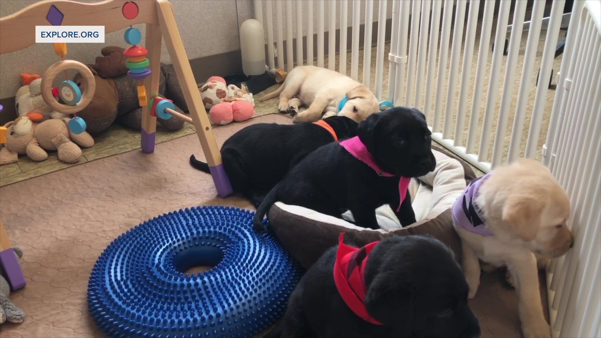 Nonprofit providing unusual form of therapy for those on front lines – puppy cams - Vimarsana News