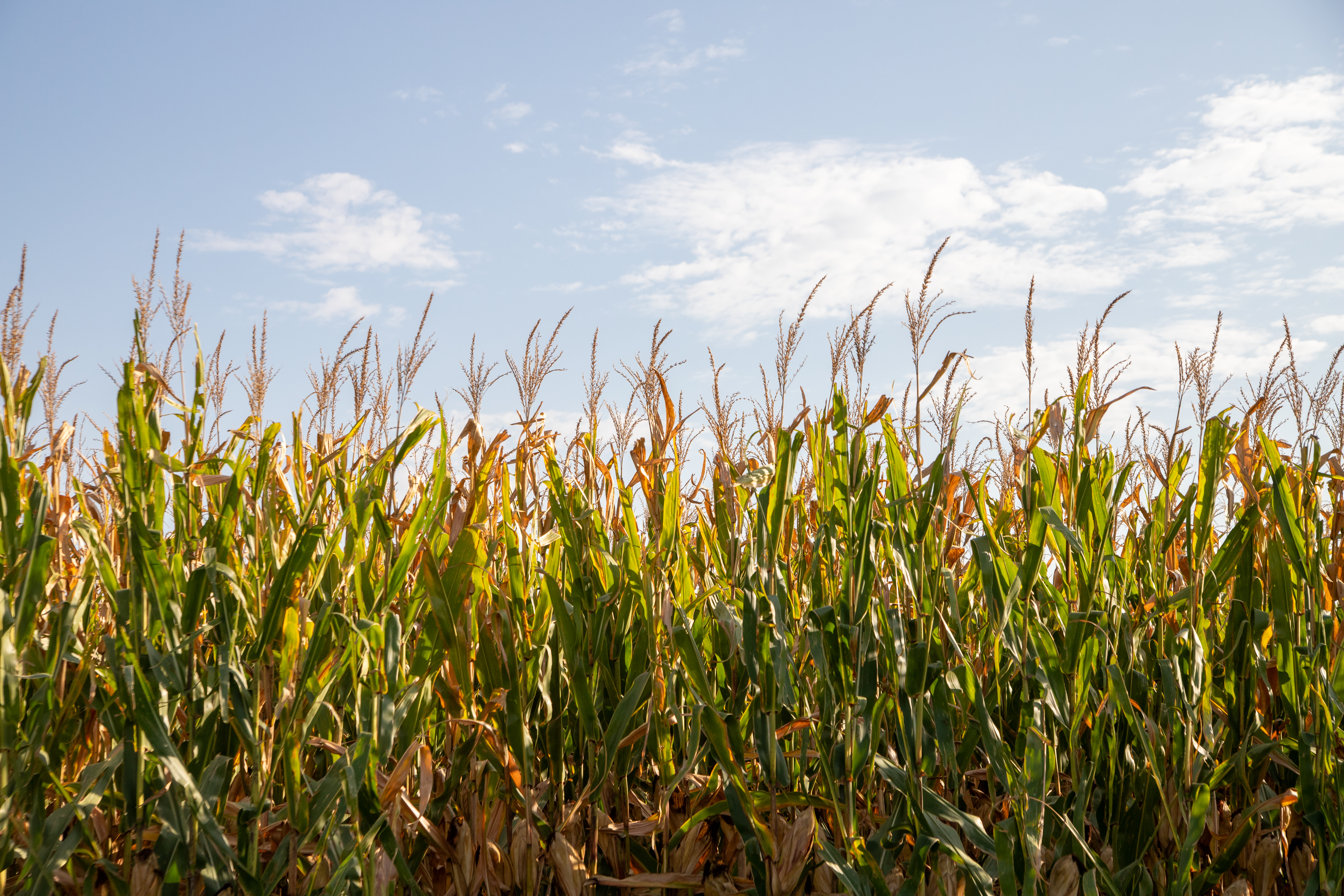 Corn