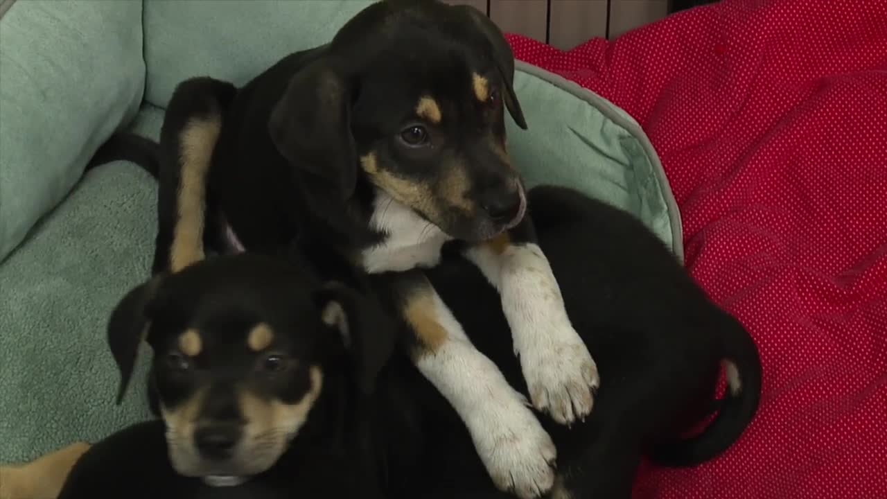 Gulf Coast Humane Society Giving Tuesday