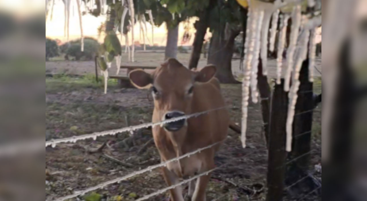 Cow with icicles in Indiantown 