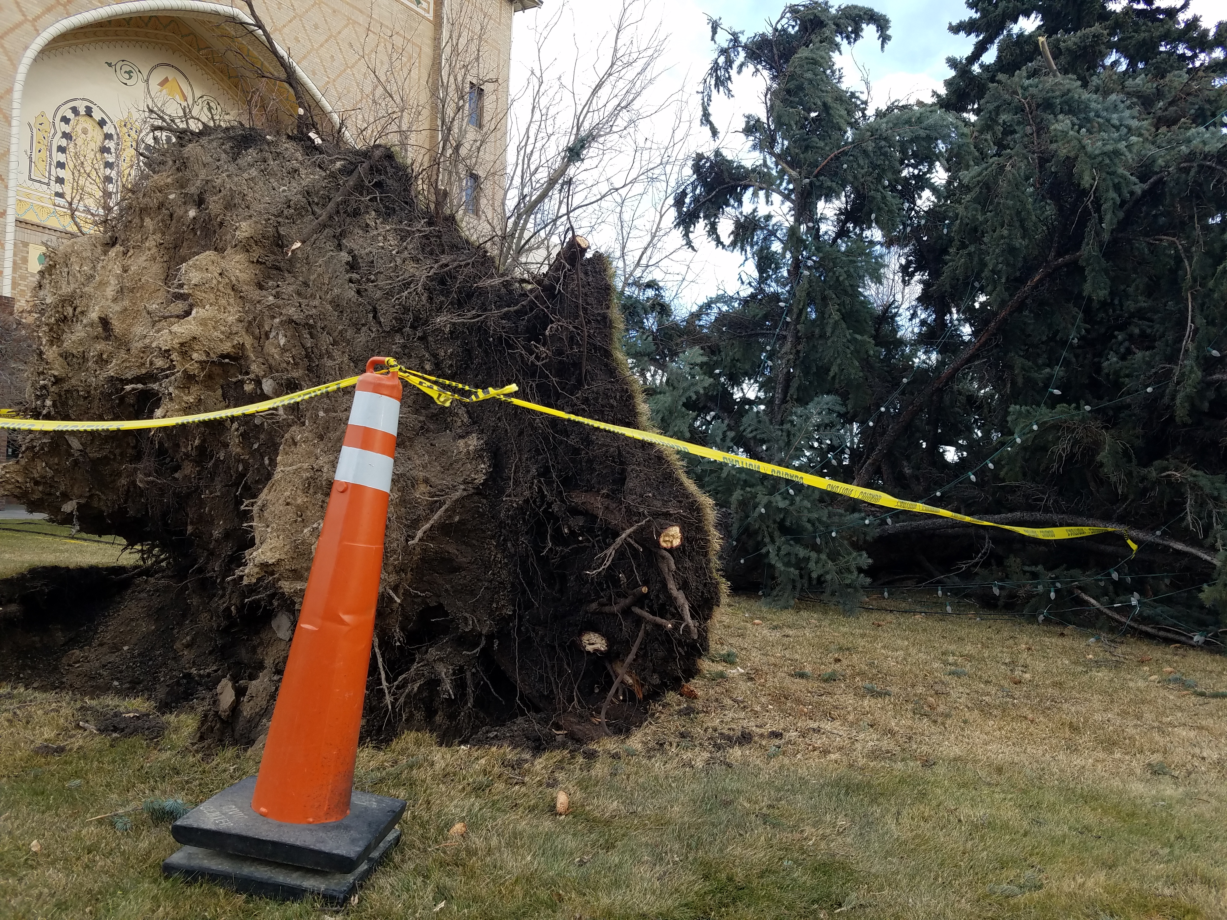 Large pine at the Helena Civic Center uprooted 