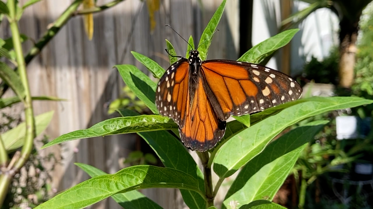 Monarch-butterfly.png