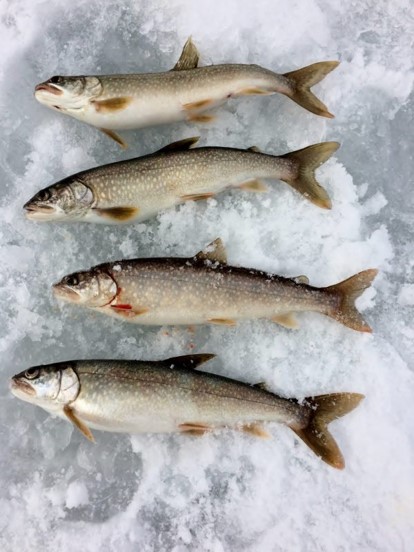 lake trout fishing tournament.jpg