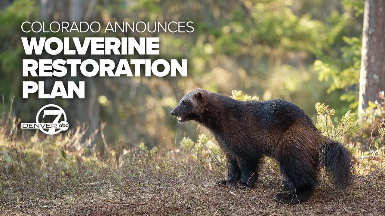 WOLVERINE THUMBNAIL.jpg