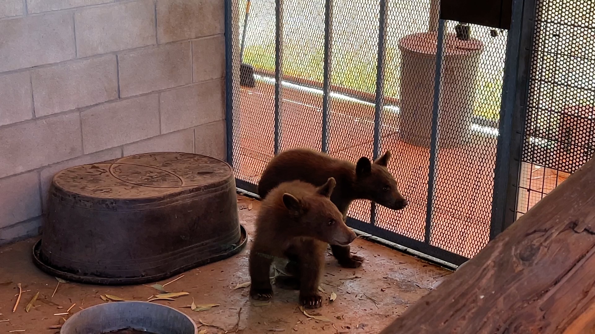 Three orphaned bear cubs transferred to SDHS Ramona Wildlife Center