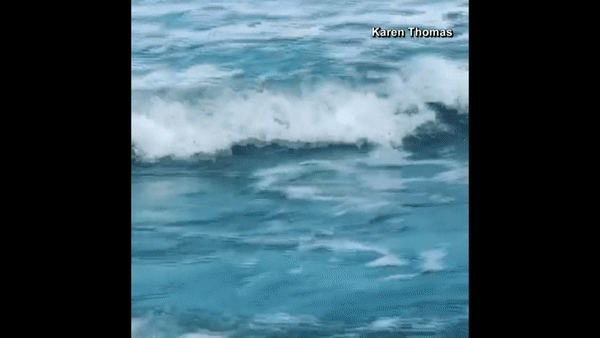 shark.gif