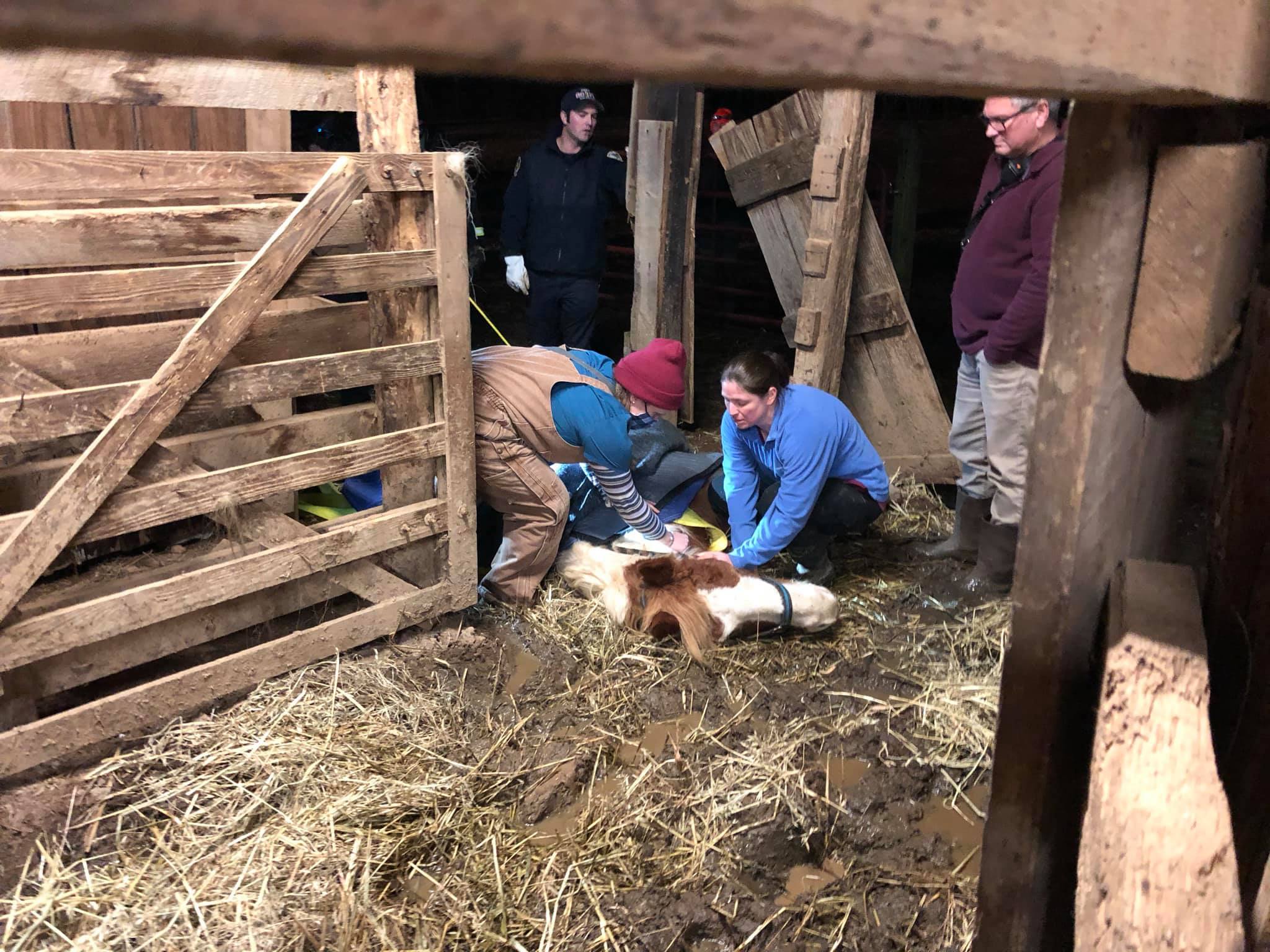 Goochland Horse Stuck in Mud.jpg