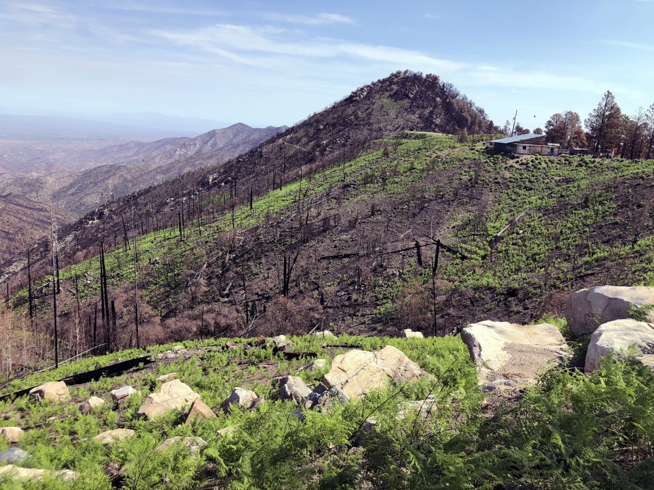 Bighorn Scar