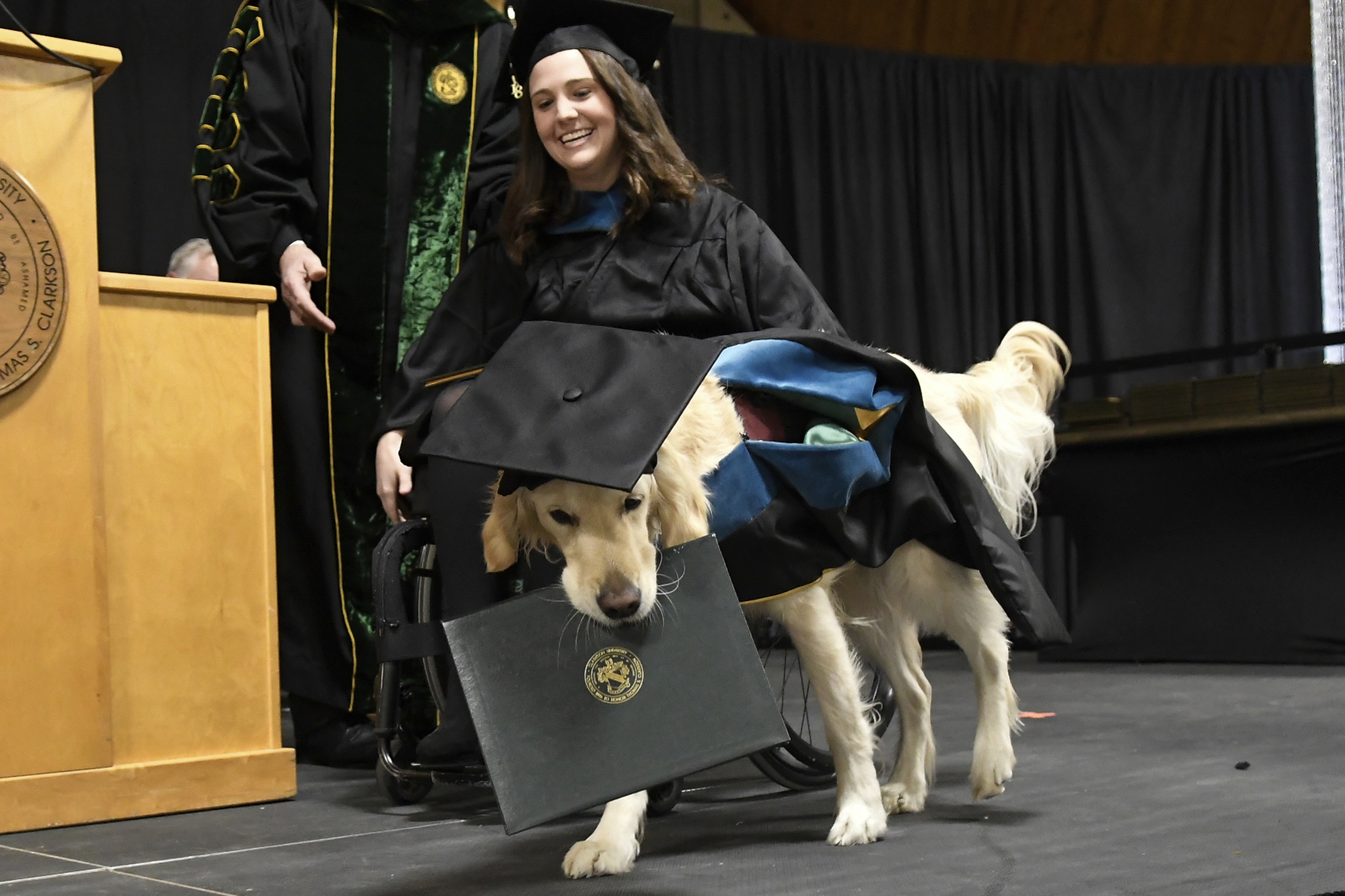 Dog Diploma