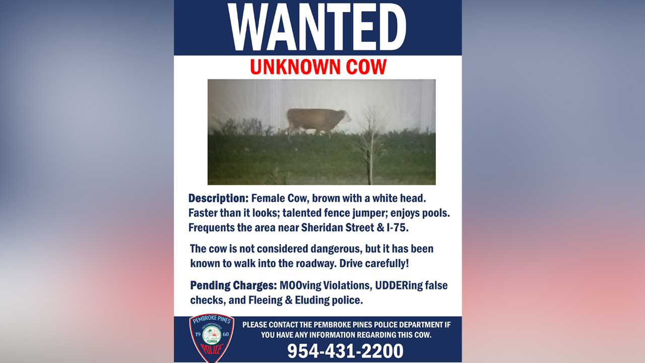 wptv-pembroke-pines-cow.jpg