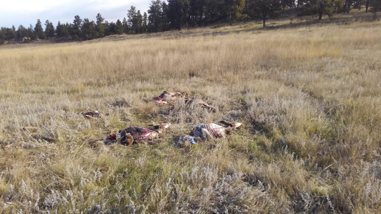 Hunters were cited for leaving five deer carcasses in a field outside Colstrip
