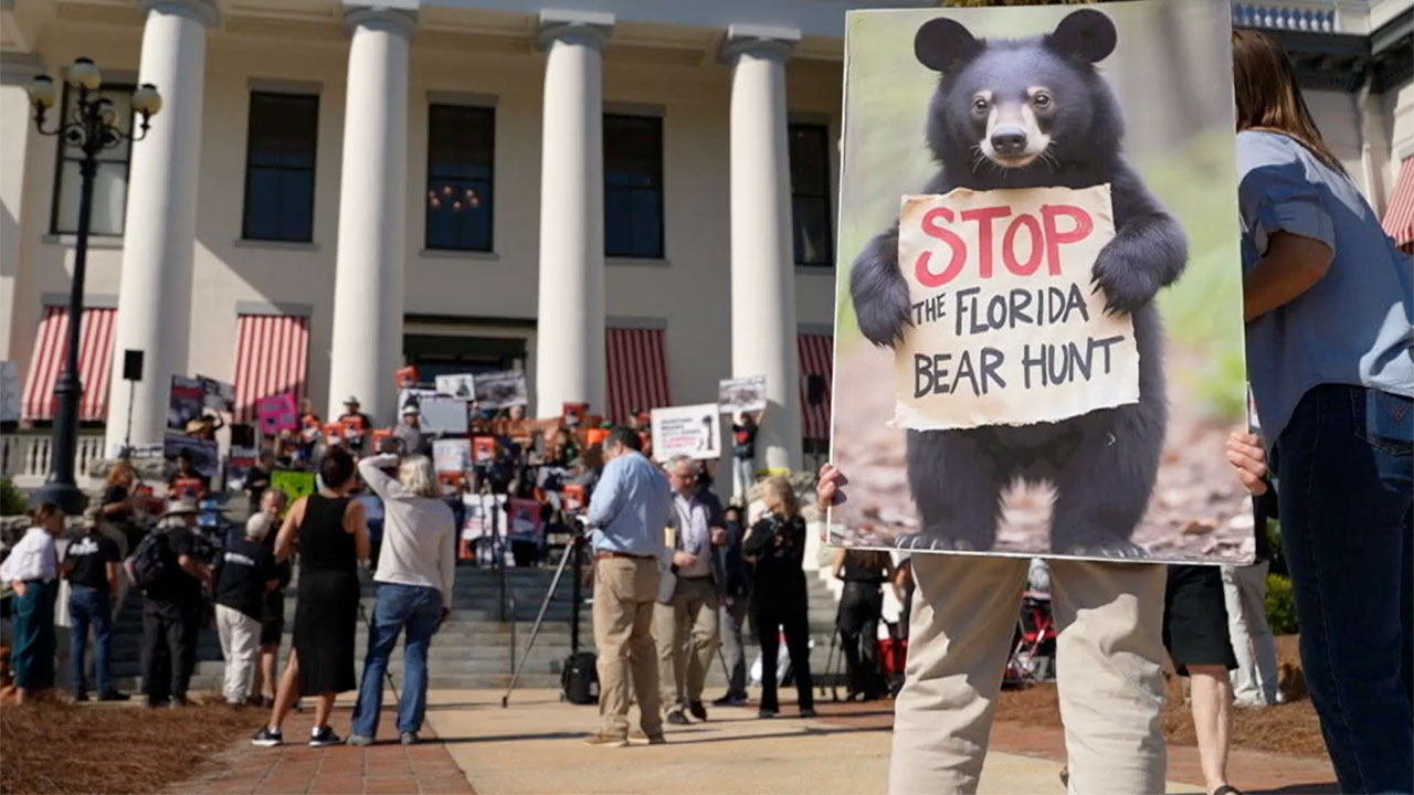 Protesters rallied at the Florida Capitol in Tallahassee on Nov. 17, 2025, to urge Gov. Ron DeSantis to stop the first statewide black bear hunt in nearly a decade.
