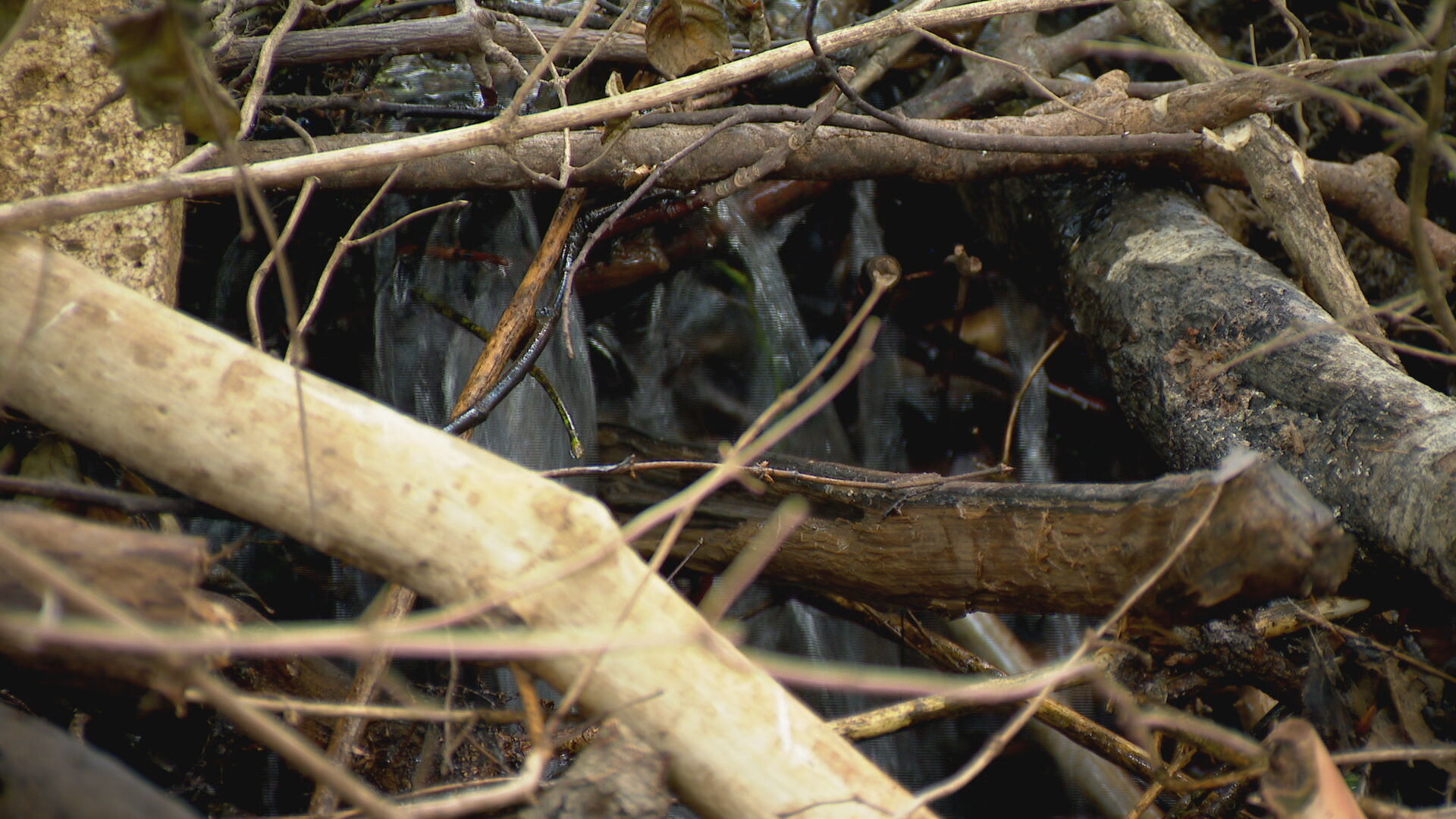 Beaver Dam