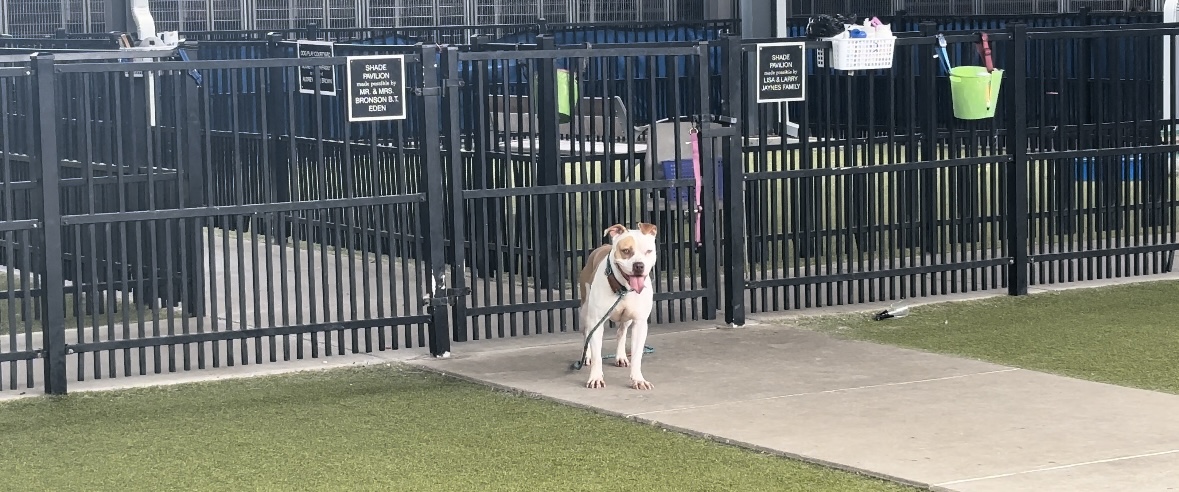 Waco animal shelter dog