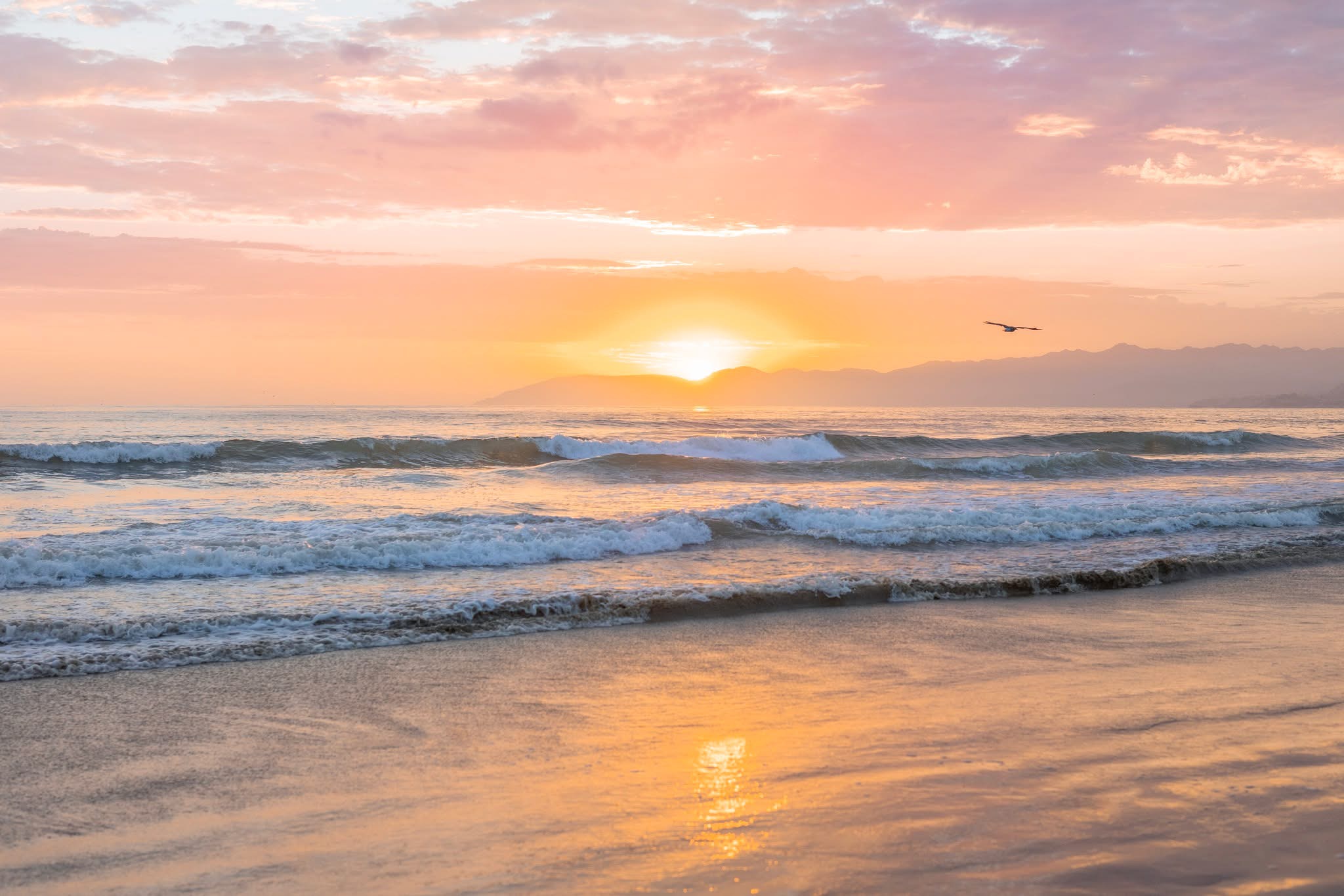 TueGoldPismo.jpeg