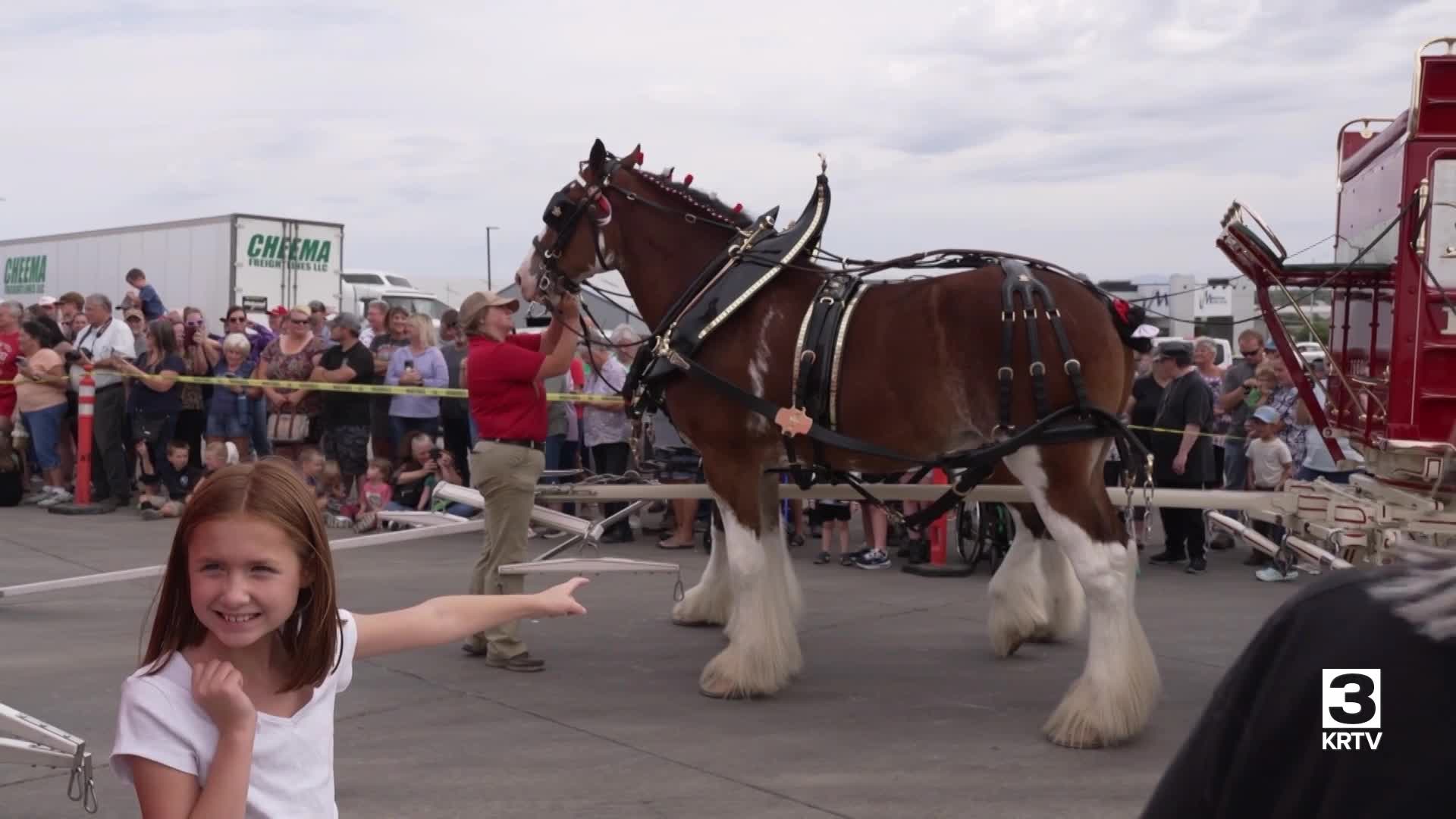 Budweiser Clydesdales are visiting Great Falls