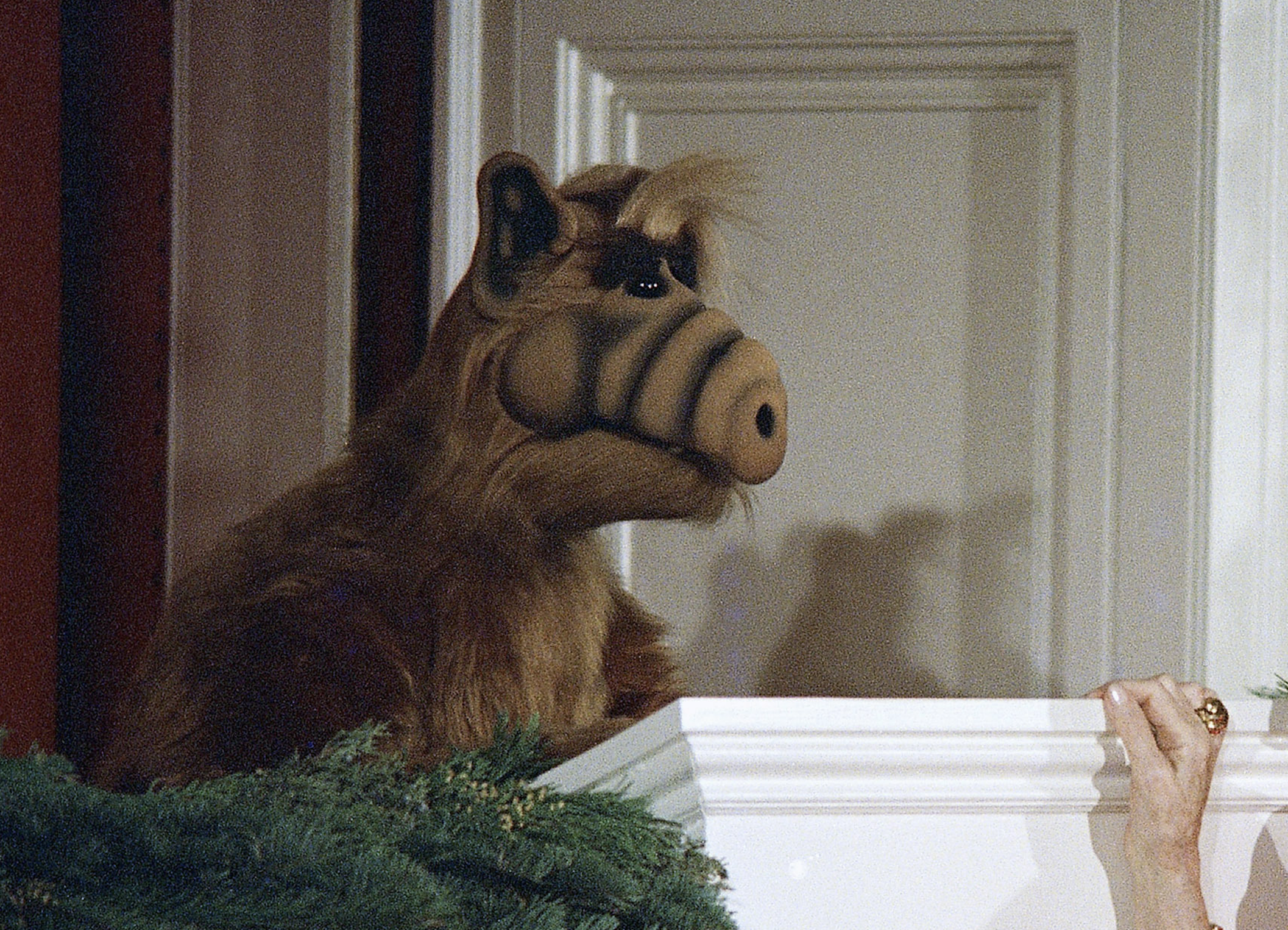 ALF
