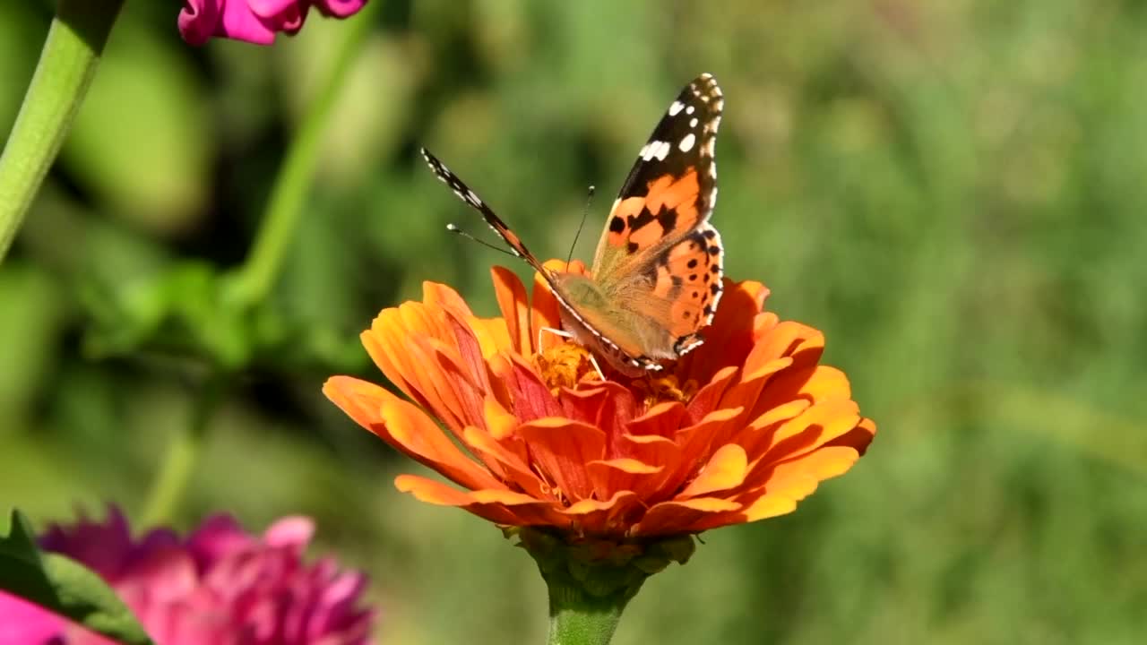 butterfly