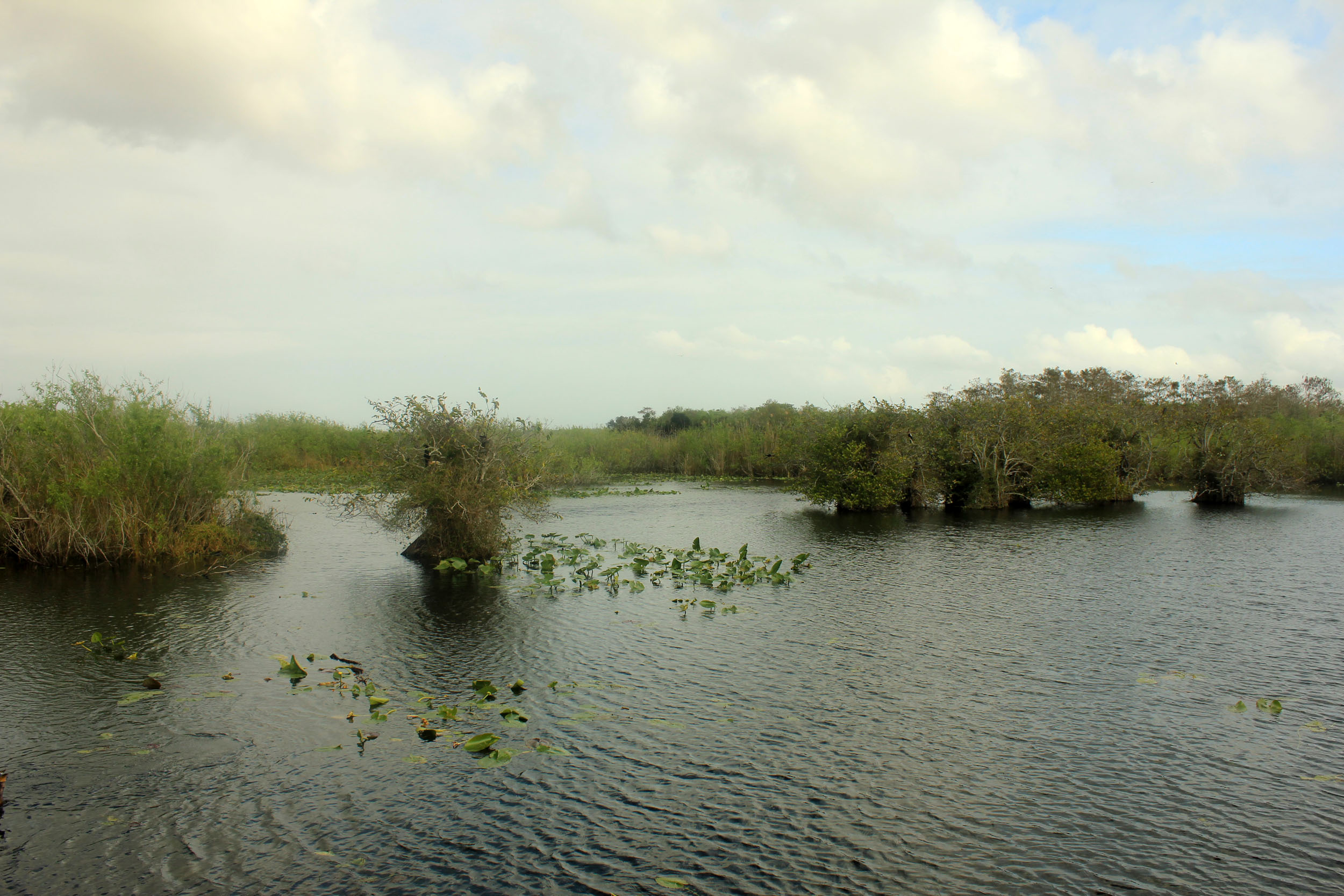 everglades.jpg