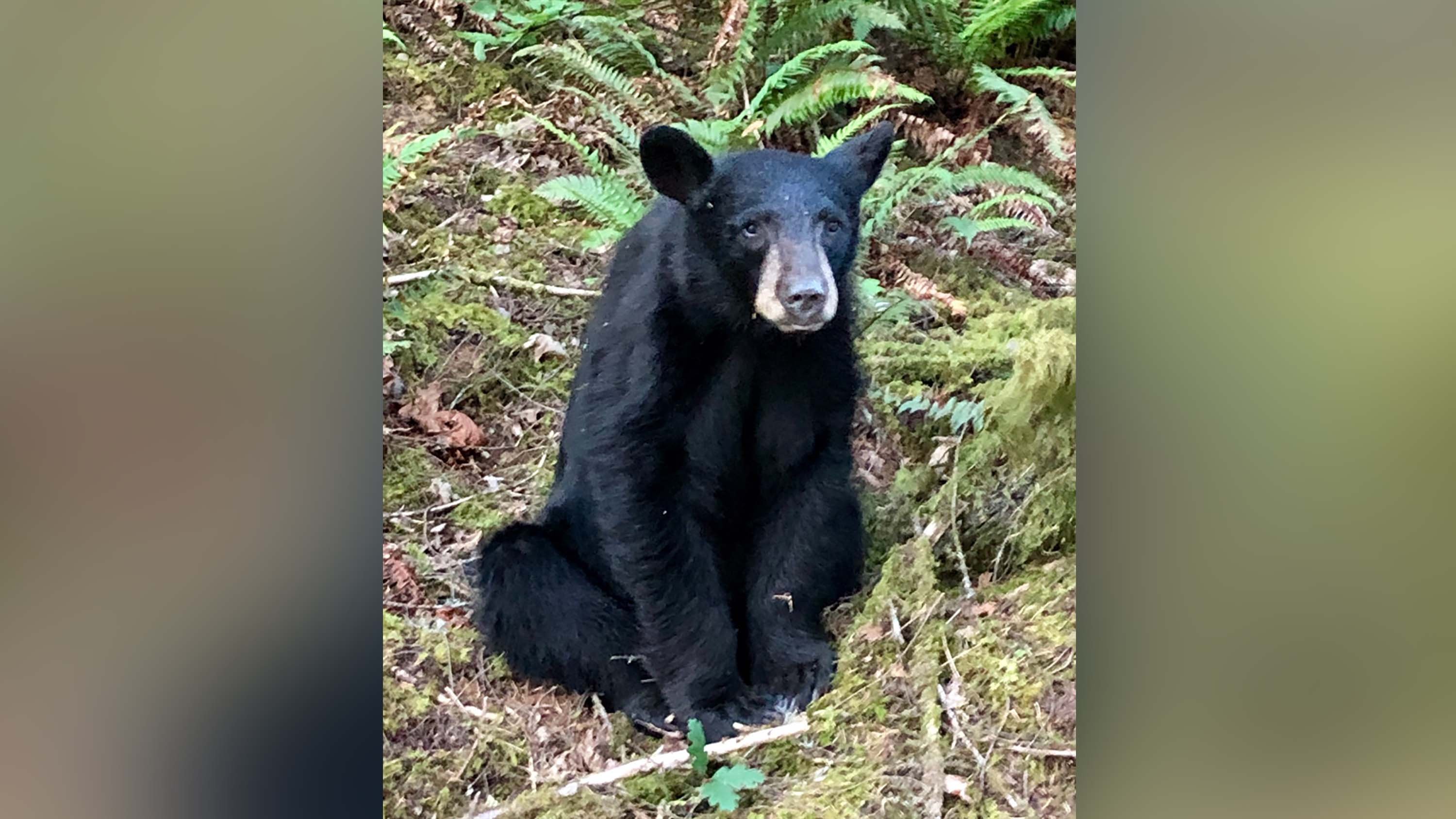 Black Bear Killed
