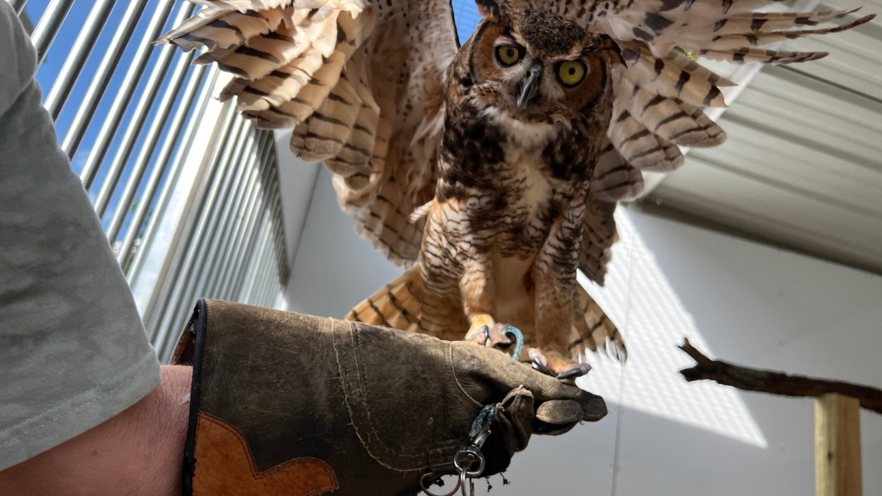 Great horned owl Charlie