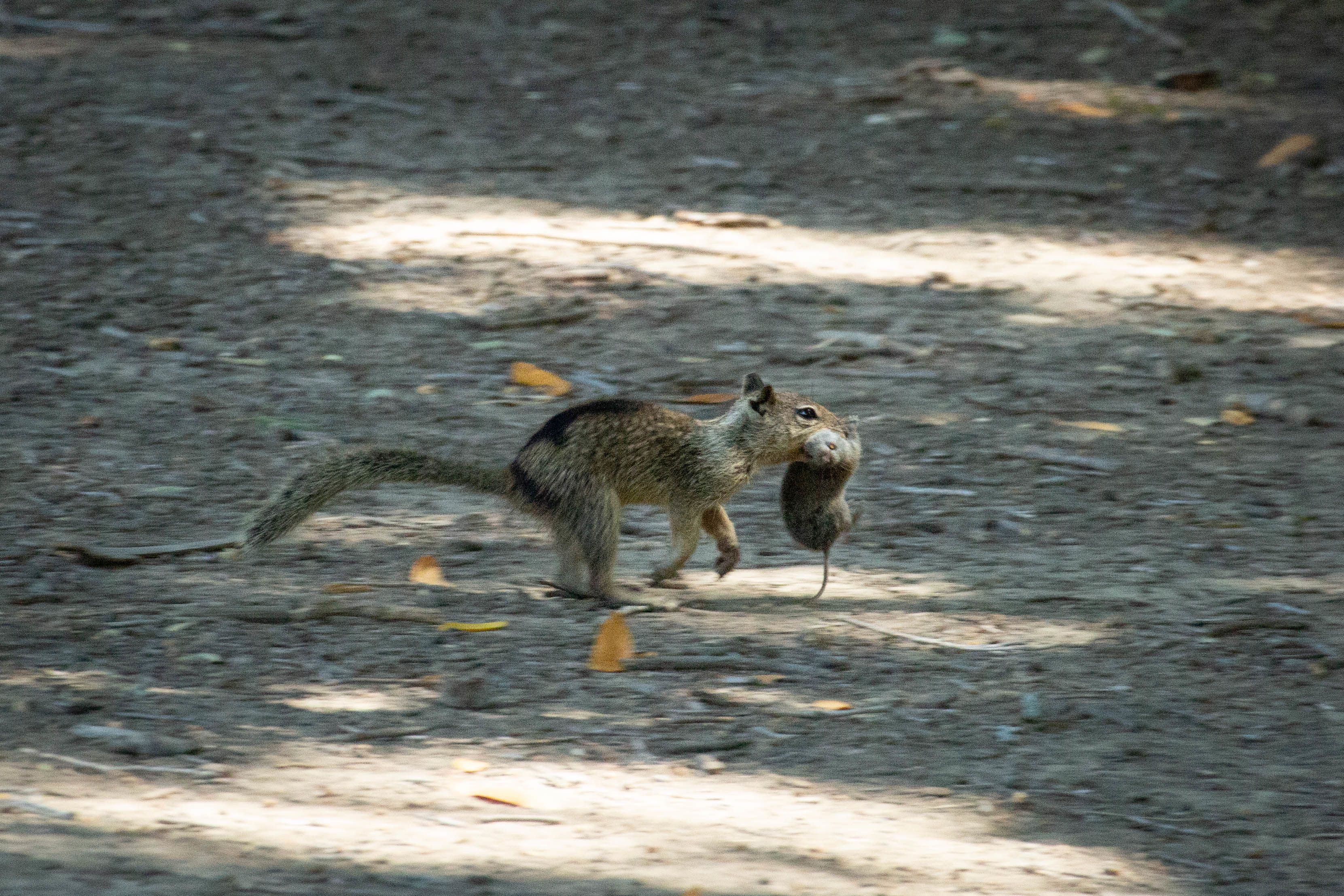 california_ground_squirrel_uc_davis.JPG