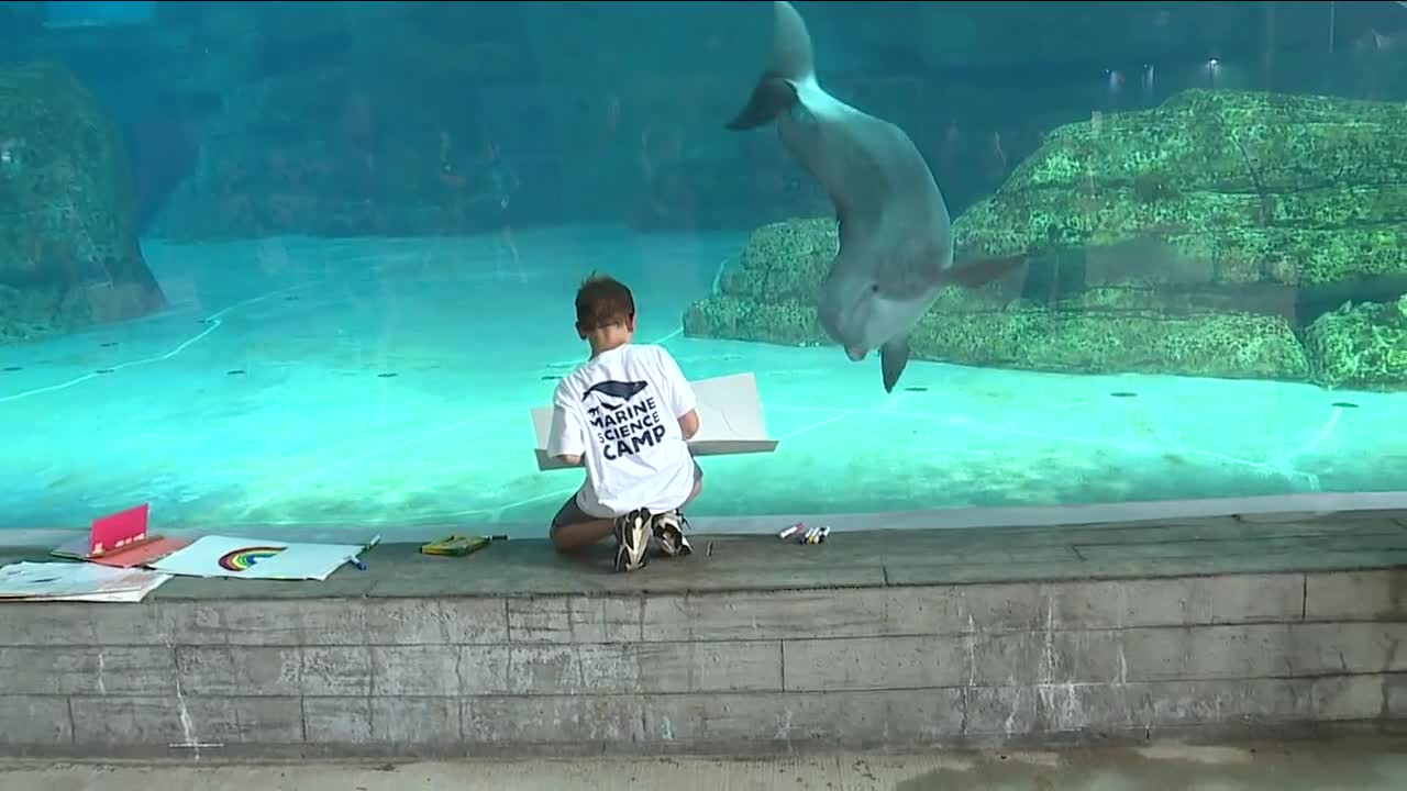Georgia boy enrolled in Clearwater summer camp befriends dolphin