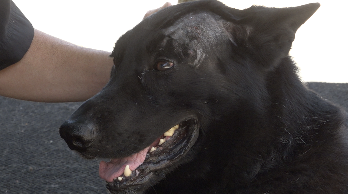 Police dog recovered