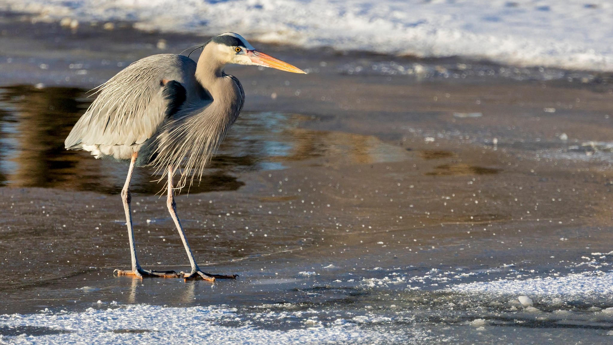 blue heron prospect lake larry marr
