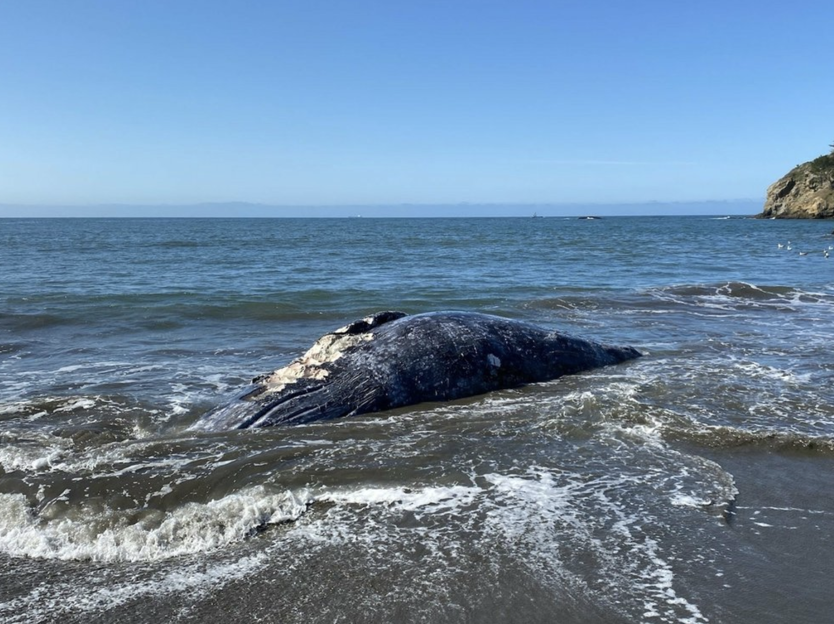Gray whale
