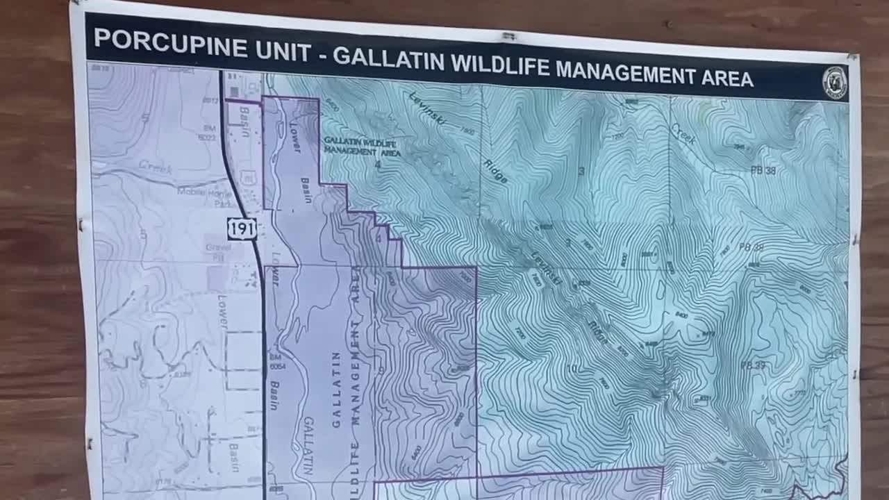 gallatin wma porcupine.jpg