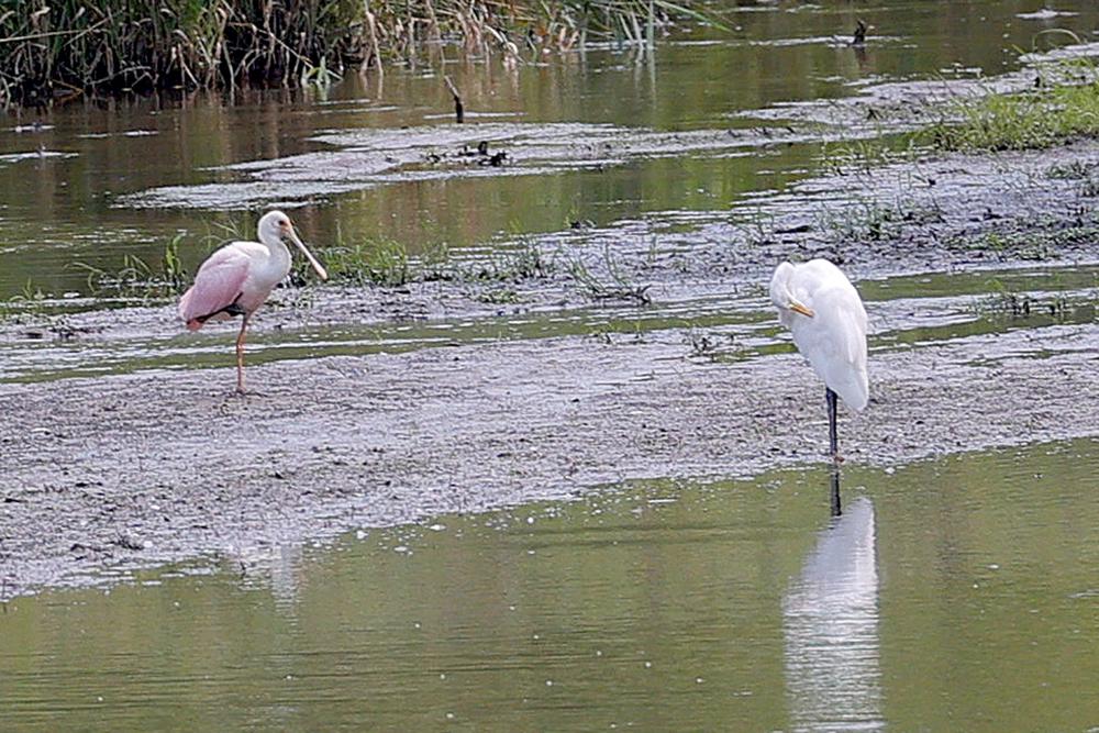 Spoonbill