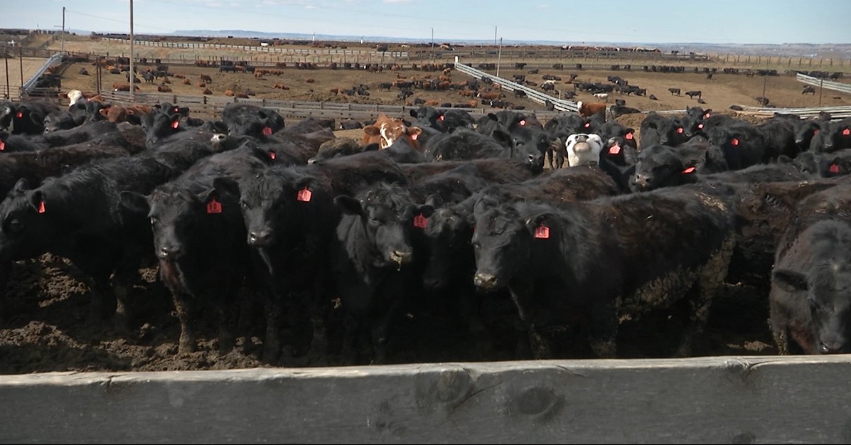 mooo.PNG