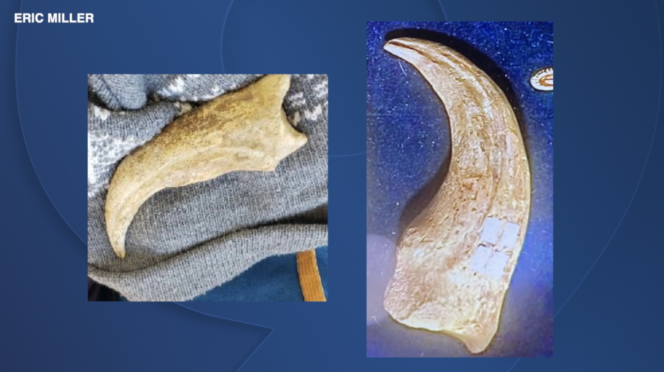 Stolen and Recovered Fossils