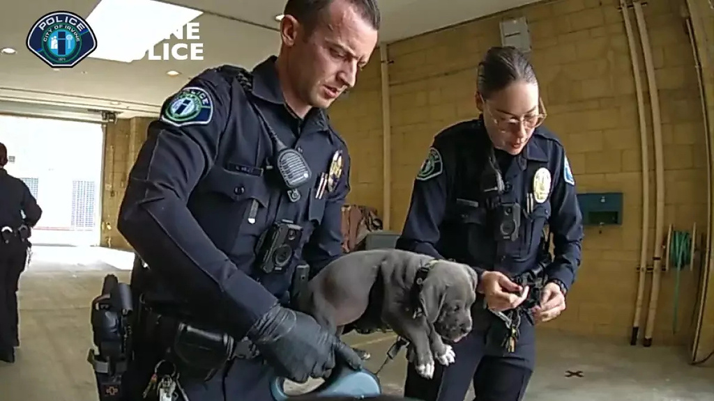 Puppy Fentanyl