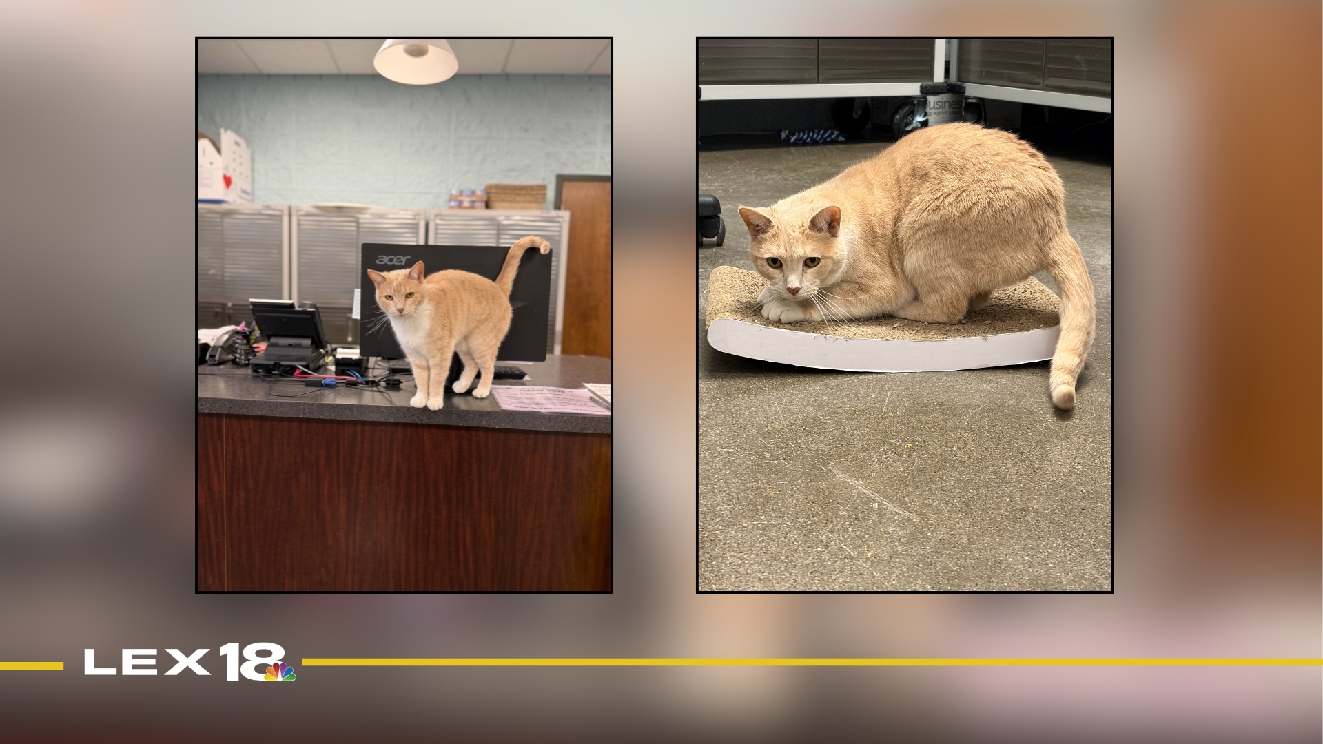 Featured Image Custom Edit (3).png