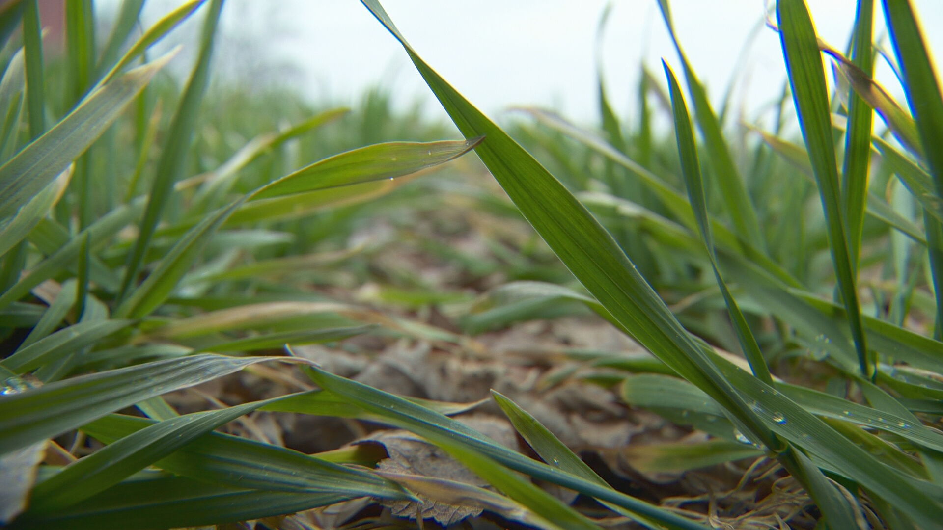 impact of tariffs on farmers RAW_frame_57650.jpeg