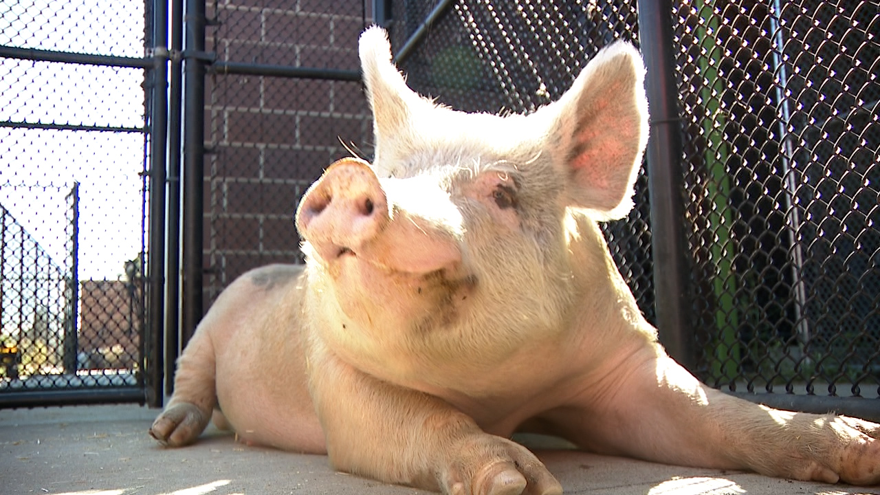 Fred the Pig 