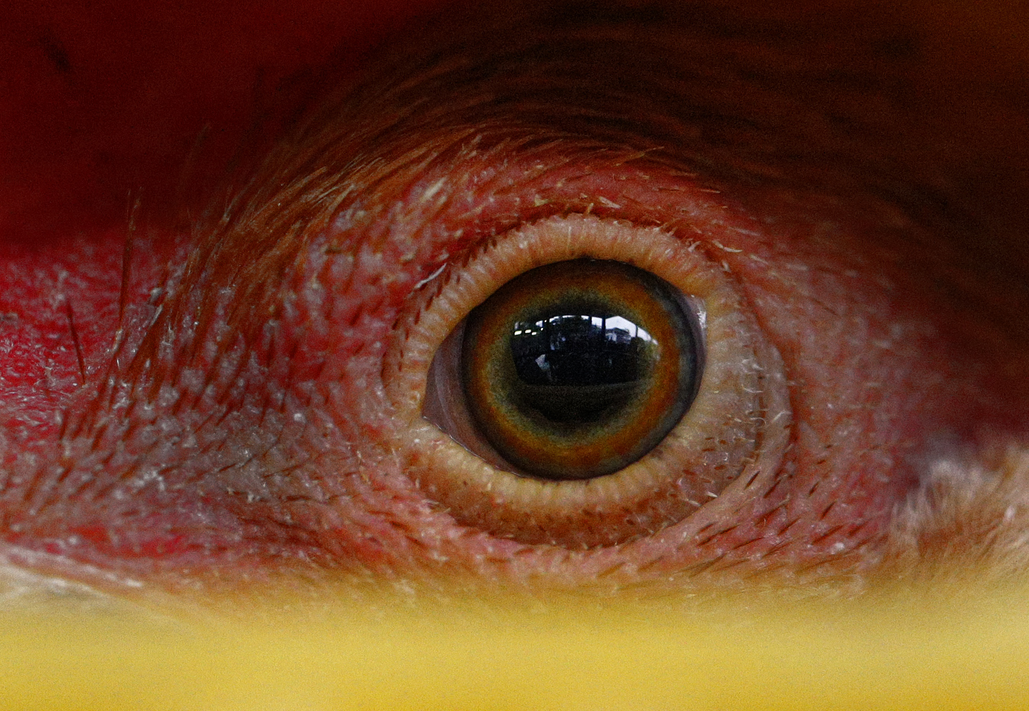 Taiwan Bird Flu