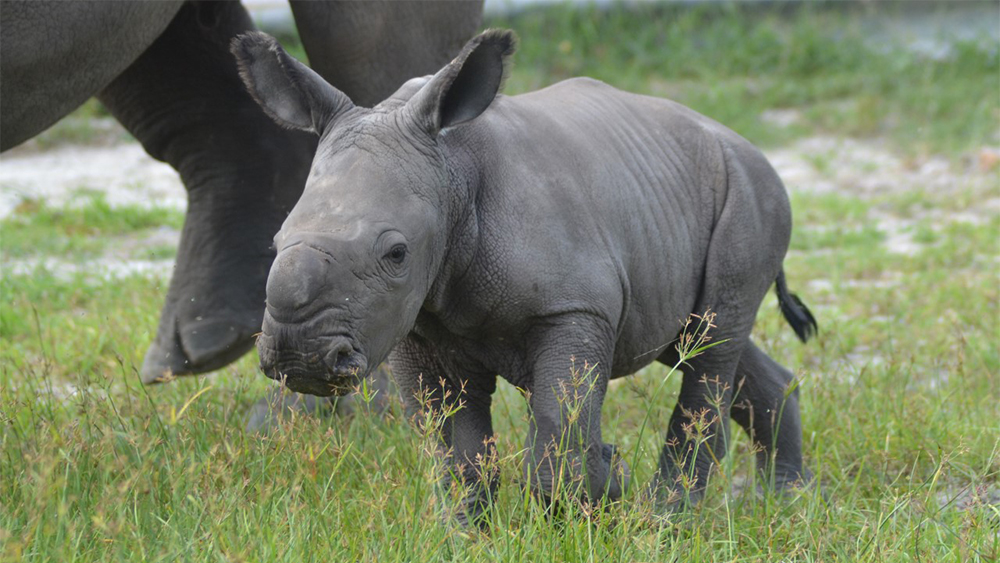 WPTV-LION-COUNTRY-SAFARI-BABY-RHINO-1.jpg