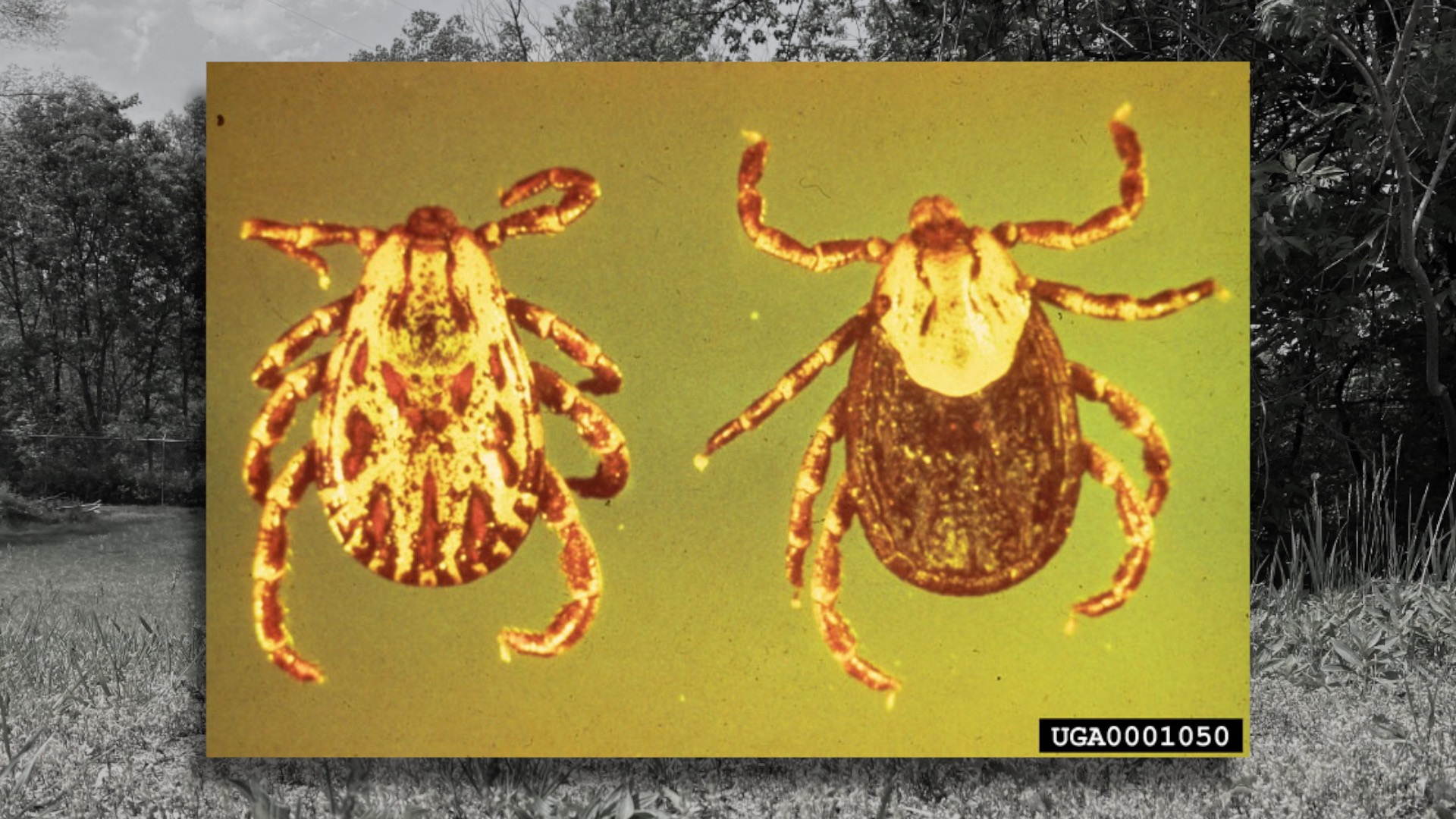 American Dog Tick