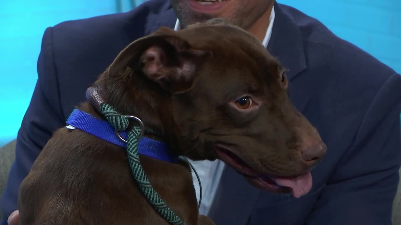 Kern Living, Lady, Kern County Animal Services