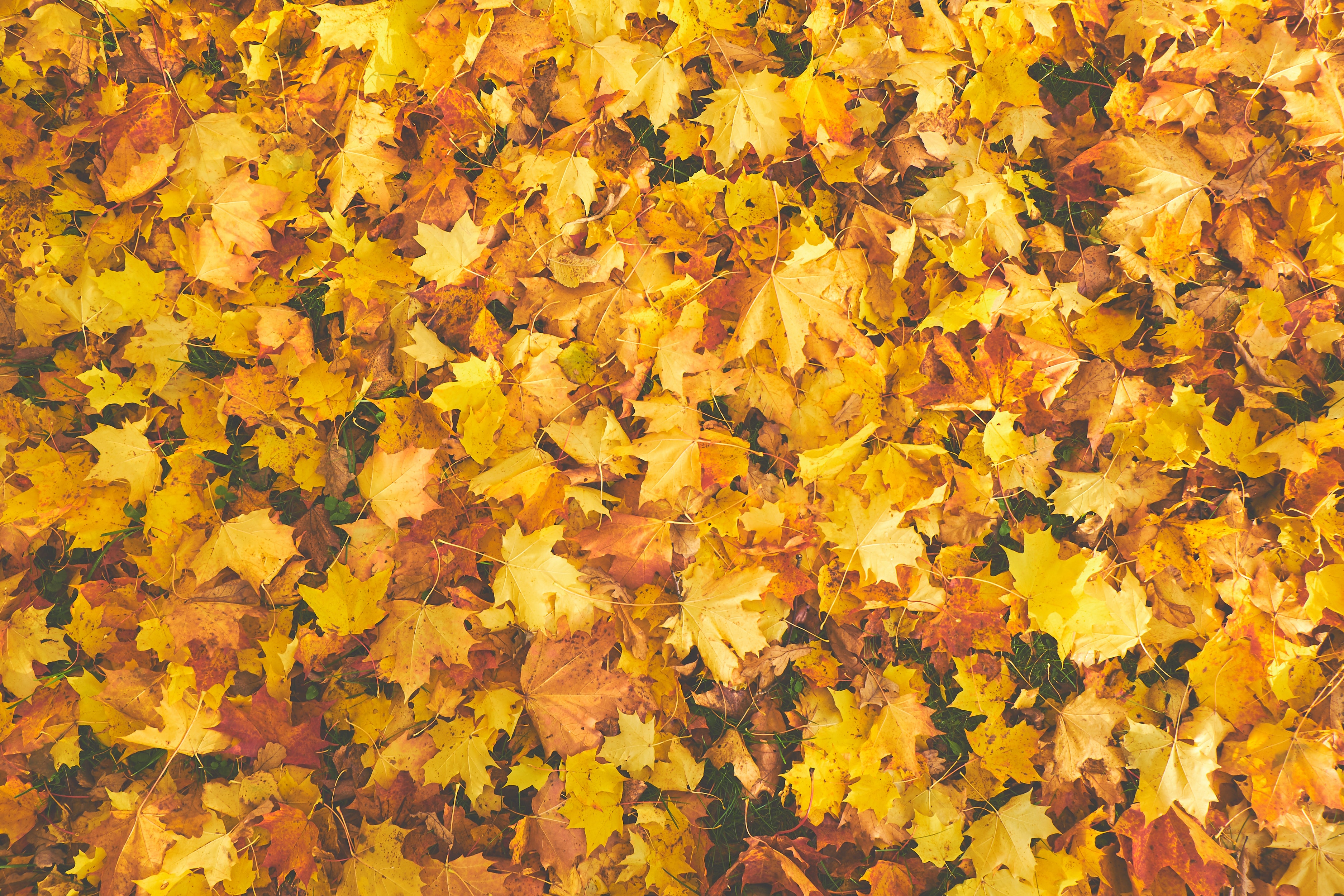 fall leaves
