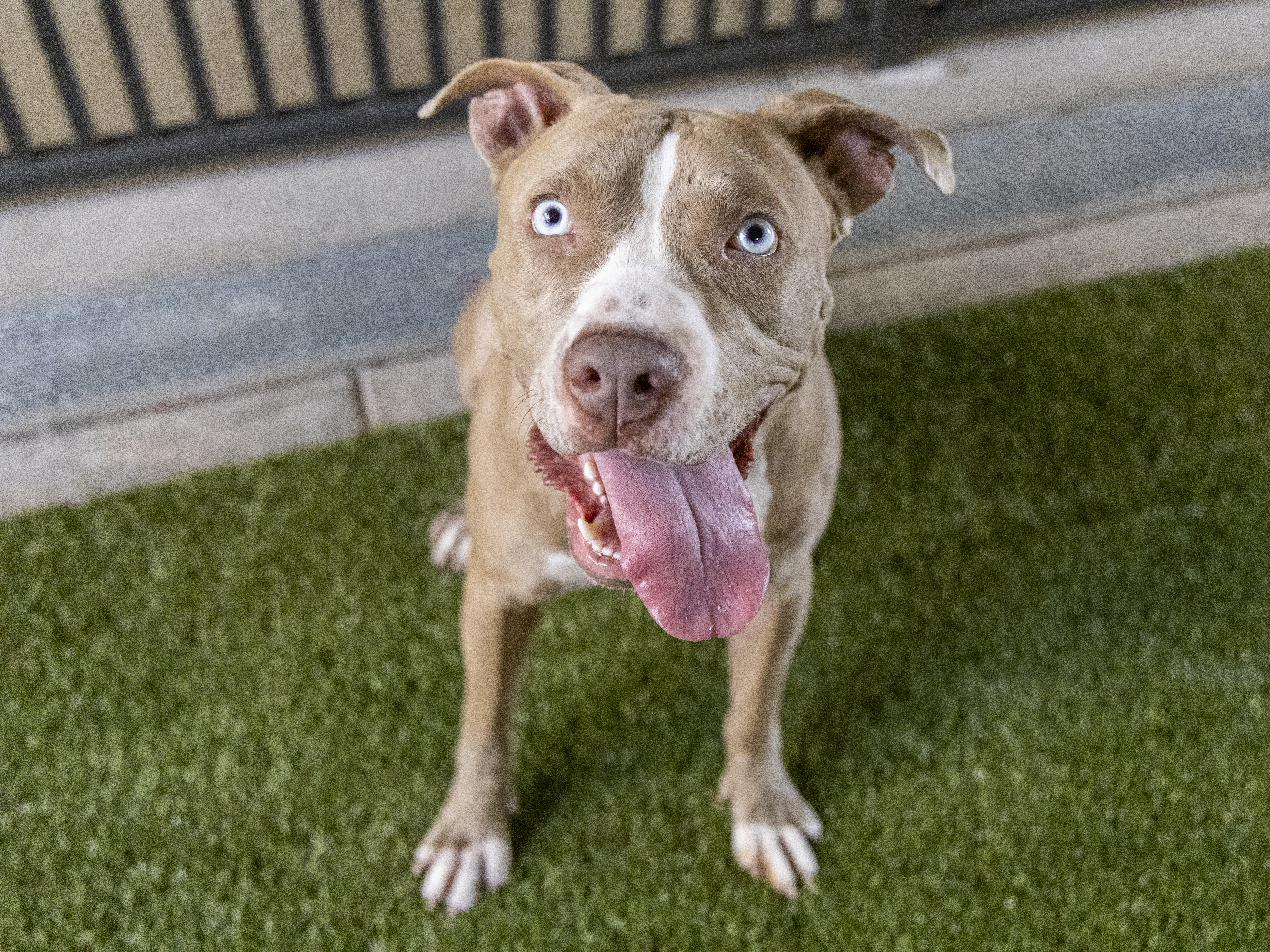 784898 longtimer lola.jpg