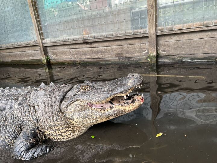 Overfed Alligator