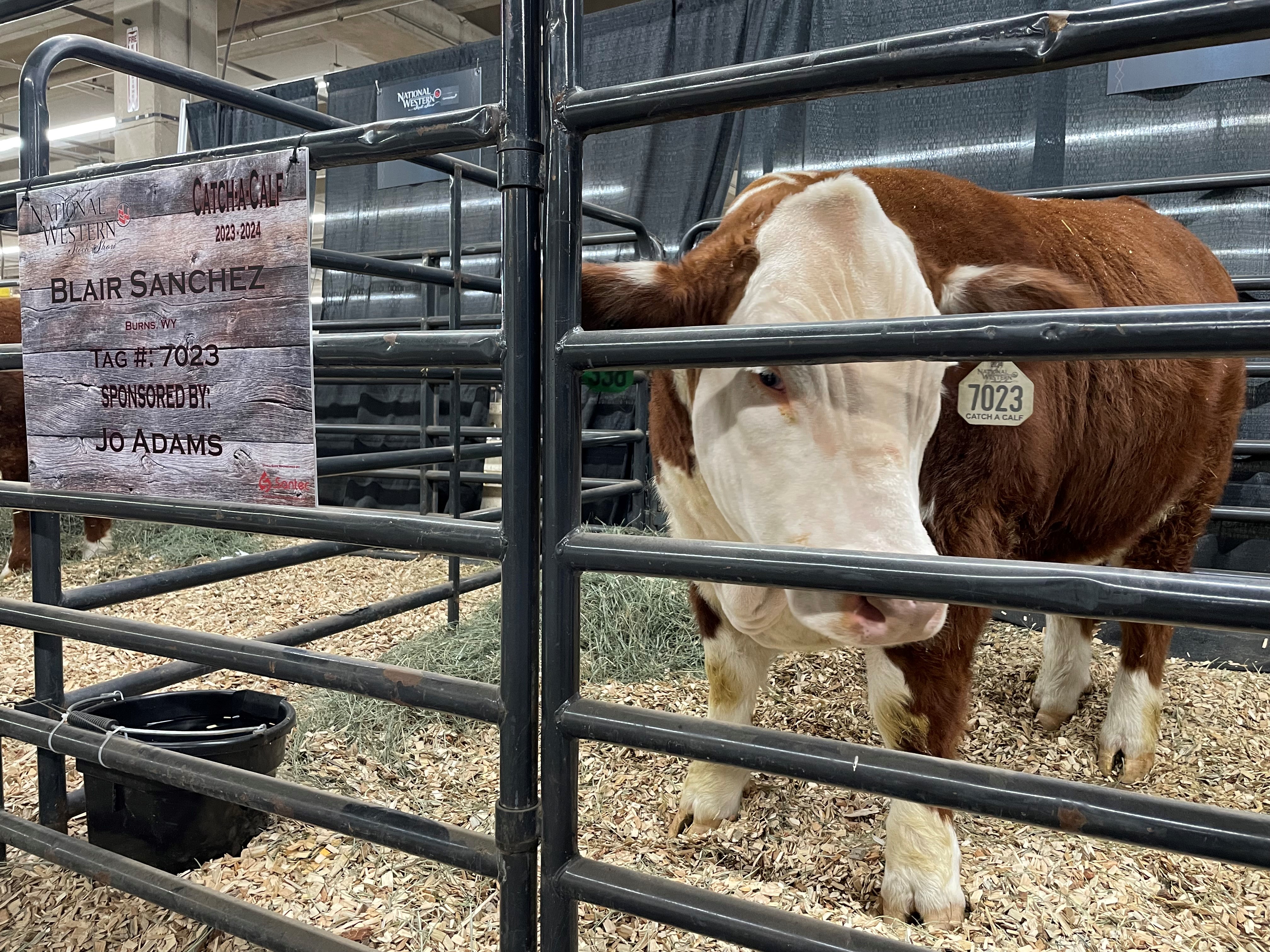 16-year-old Blair Sanchez's steer, Tyson, took home the top prize at the market for the Stock Show's Catch-A-Calf event.