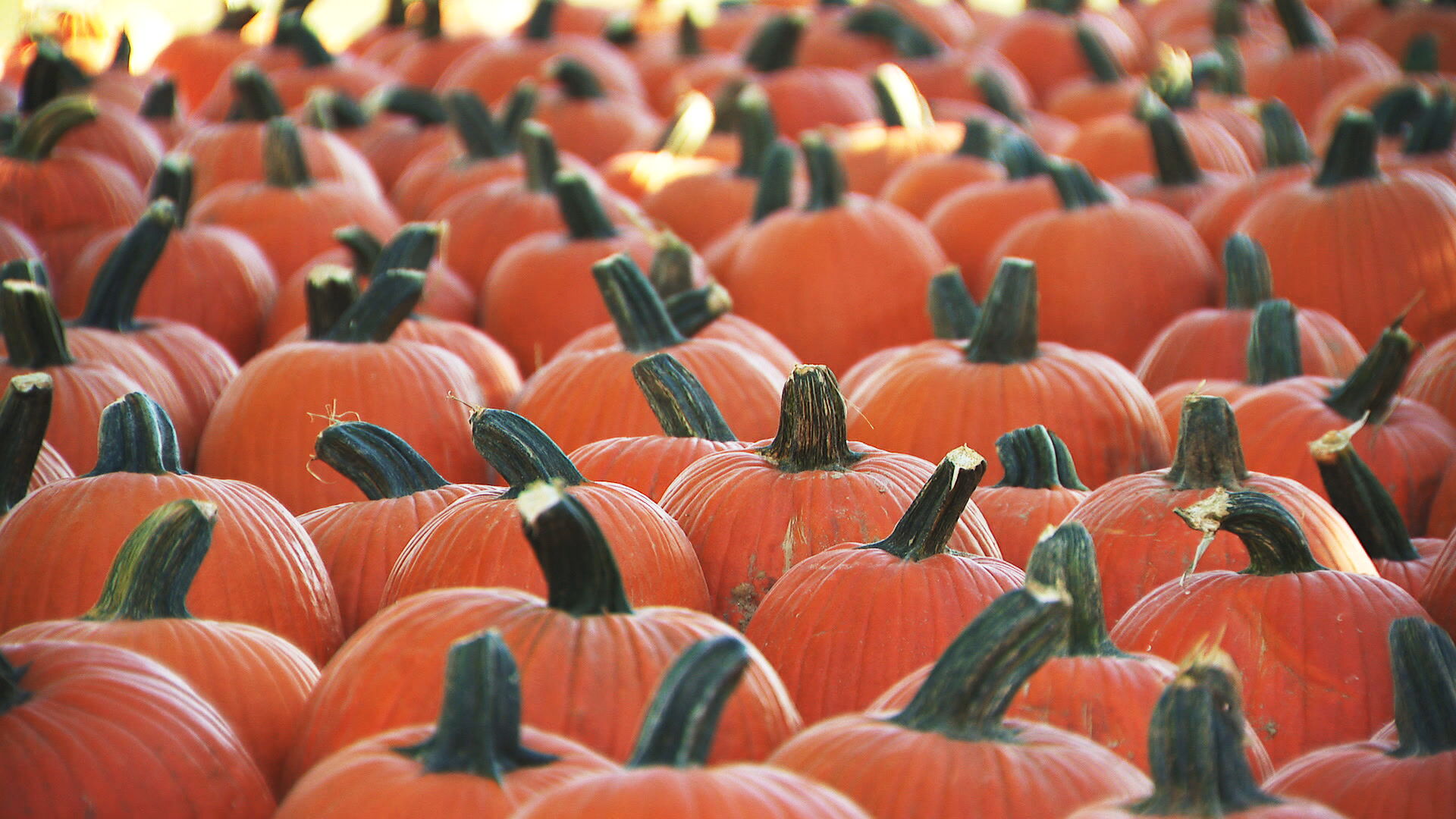 Pumpkins