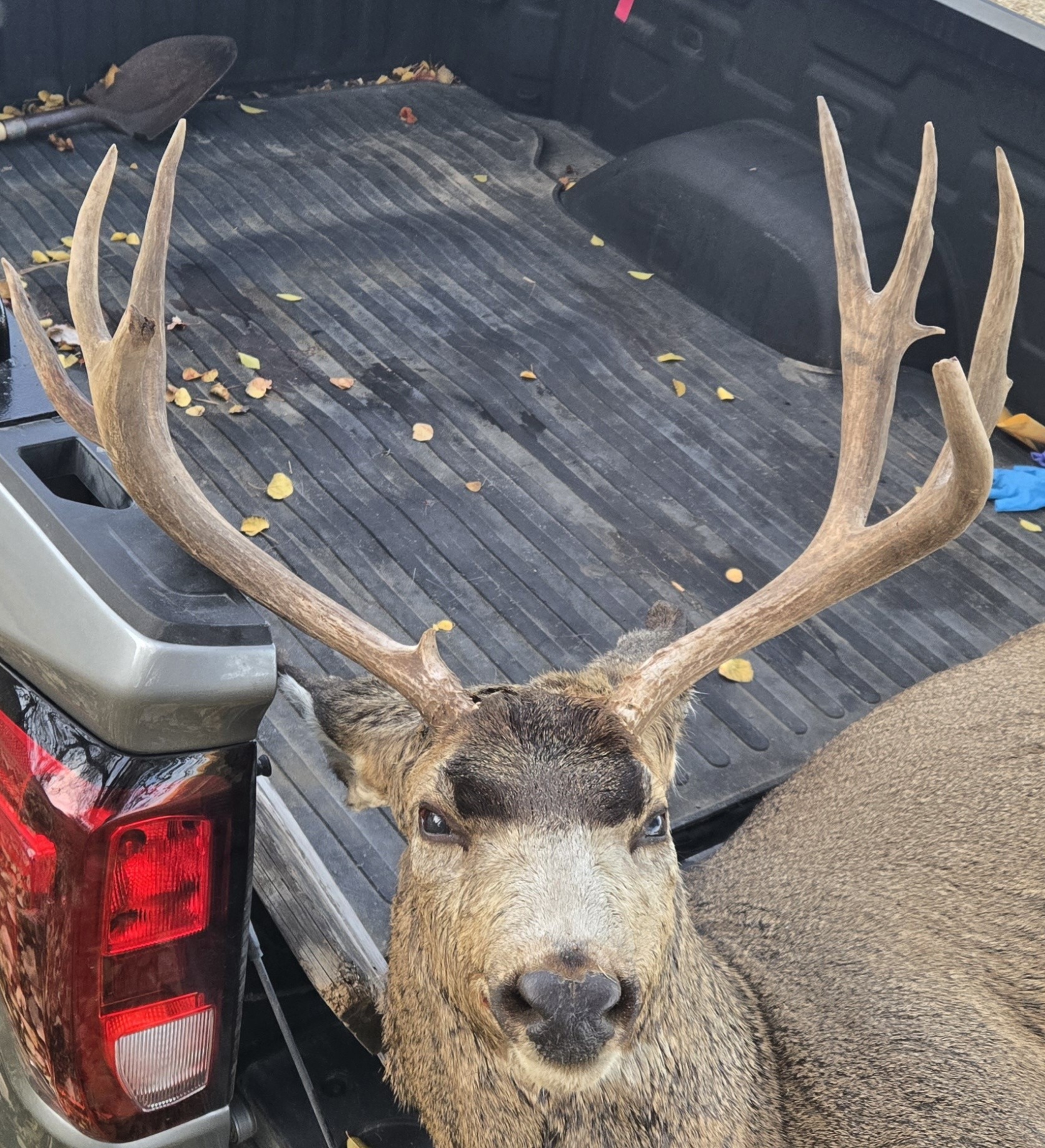 3 cases of wasted mule deer
