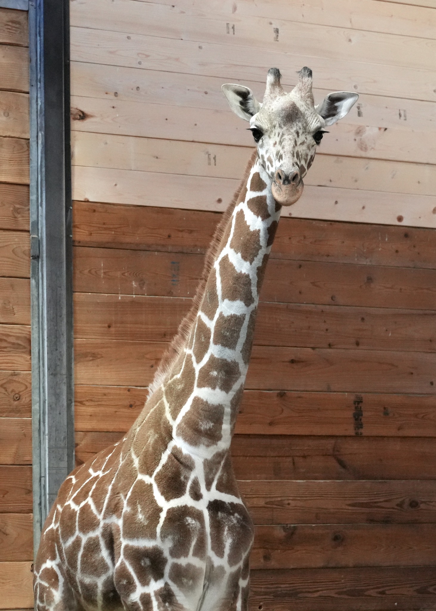 Detroit Zoo Nguvu.jpg
