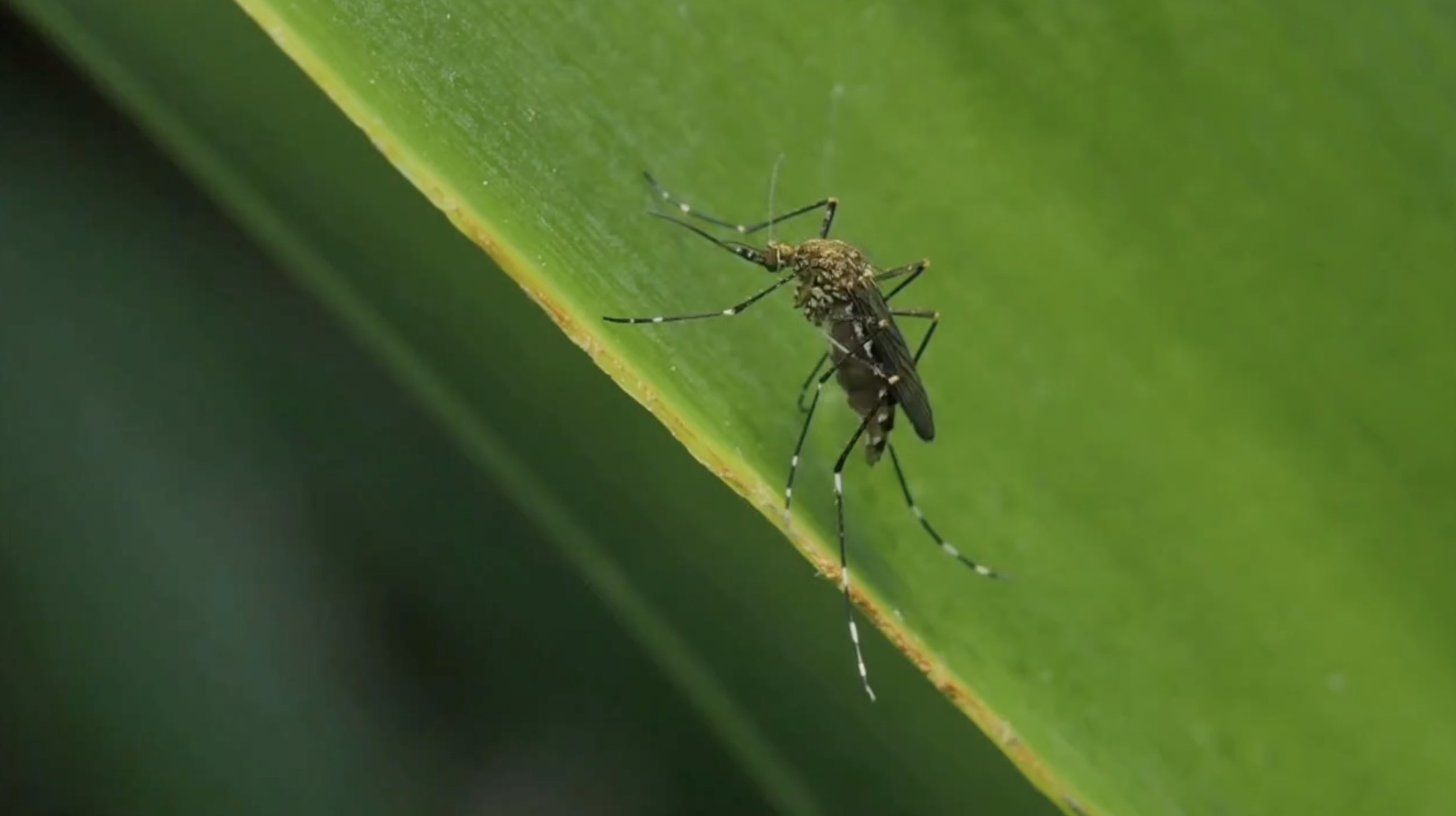 mosquito